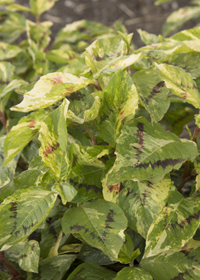 Persicaria filiformis 'Painter's Palette'